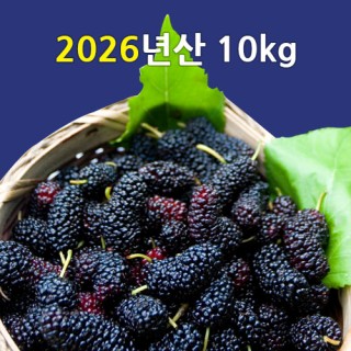 [선운산농협] 2026년햇오디생과 (냉동/벌크)10kg